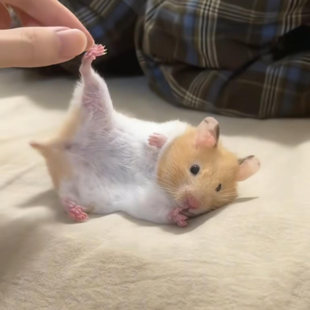 鼠道三