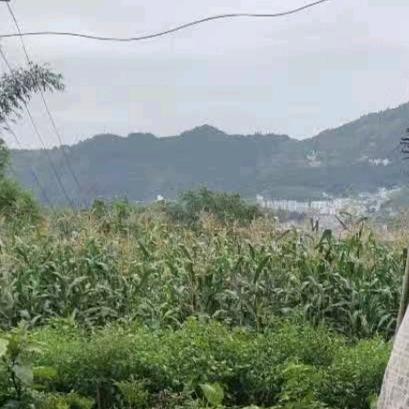幸运 🍀🍀🍀🍀