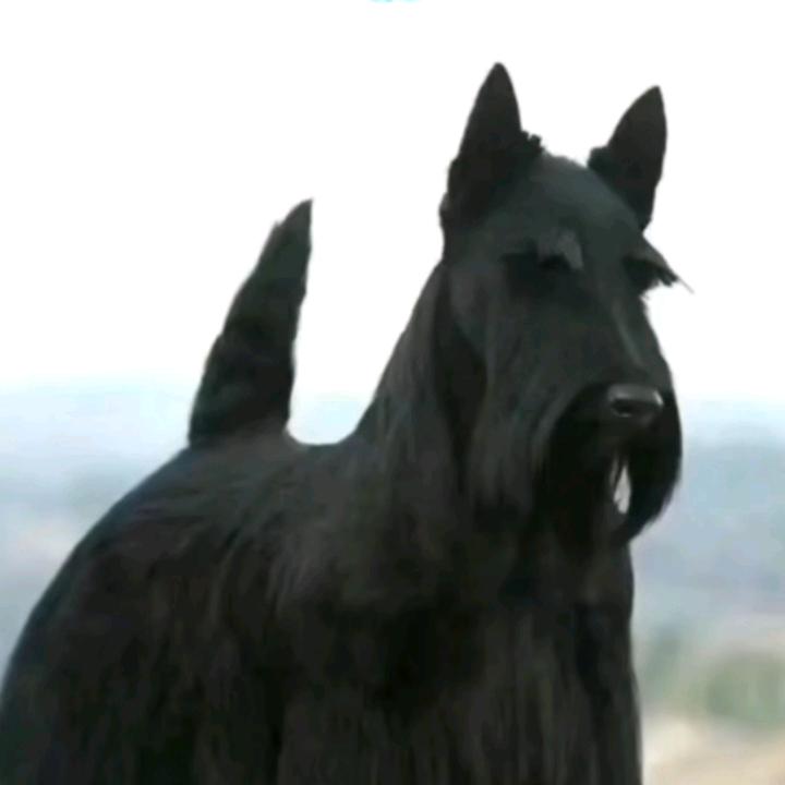 爱宠物（苏格兰梗犬）