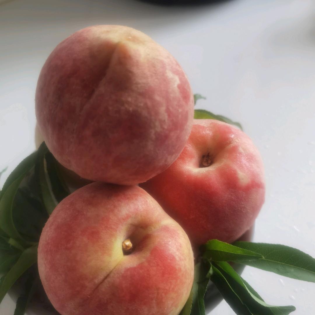 菓露仕剪不断果树苗木专卖店羊羊果树苗木