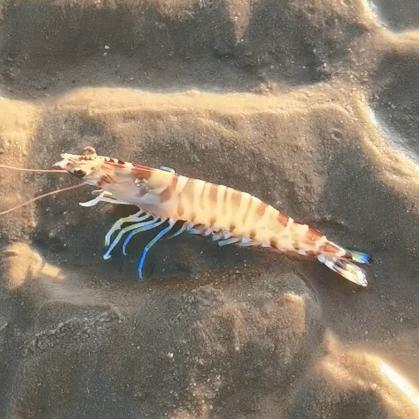 大剑赶海