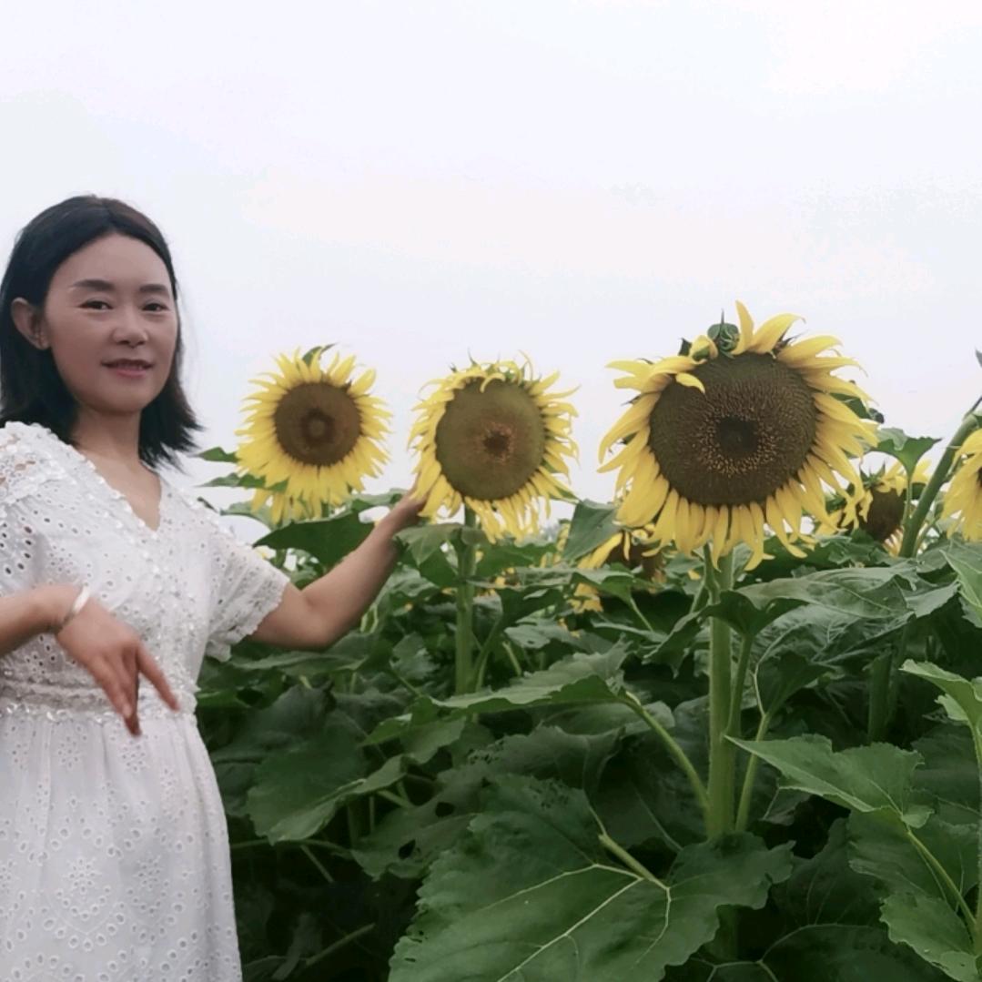 菊花香