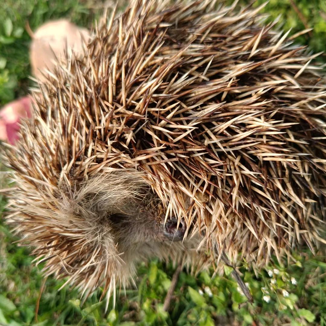 🐾40୧⍤⃝大山老师🇨🇳