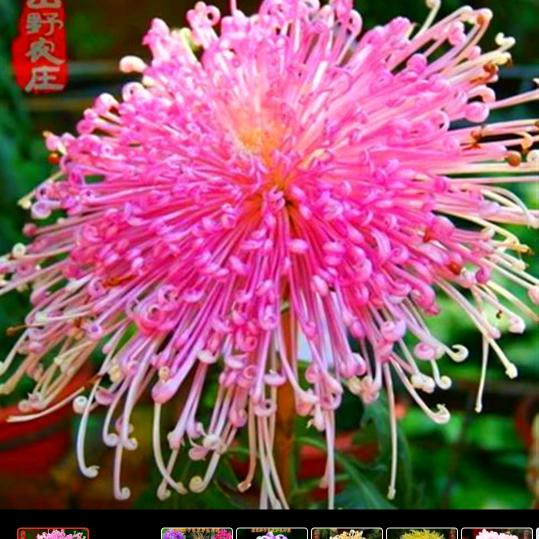 一路平安🌹🌺郑姐