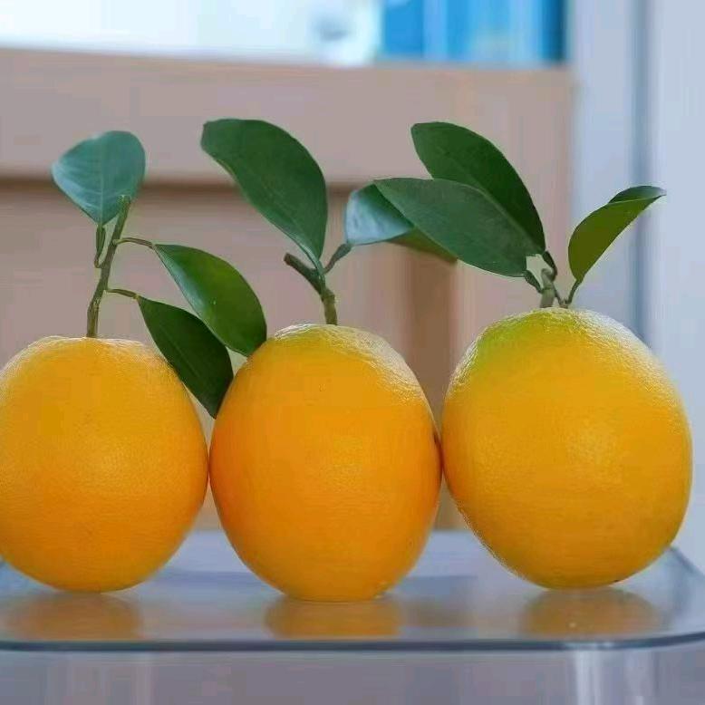 魔兽带团卖橙子的表弟