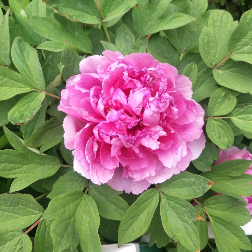 („ಡωಡ„)栓Q