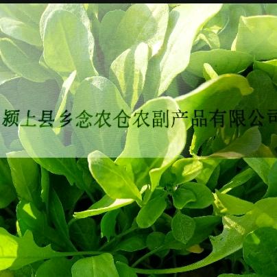 颍上县乡念农仓农副产品有限公司