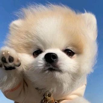 陶乐乐宠物玩具