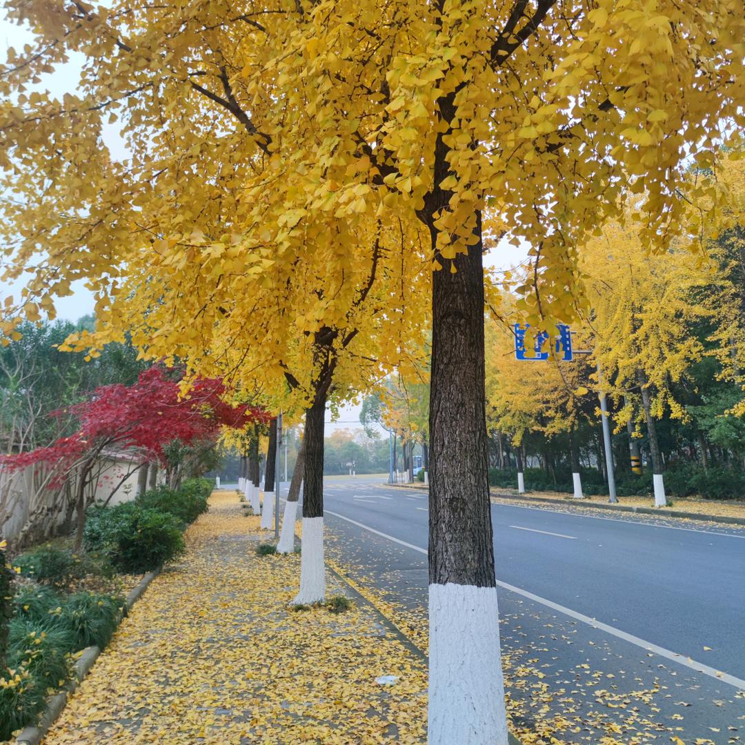 红颜知己