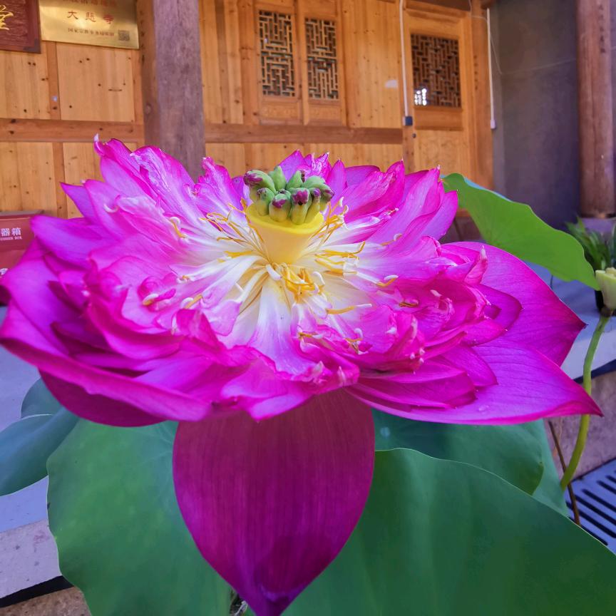 出淤泥而不染。