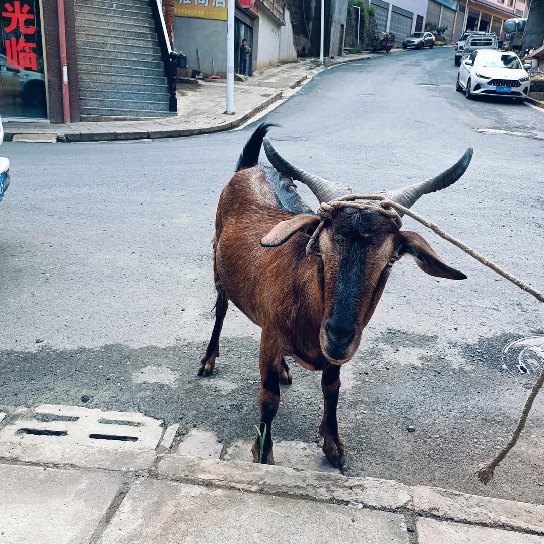 国山羊肉馆