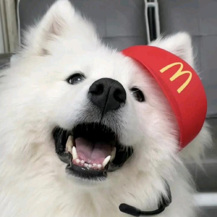 守护耶耶的萨摩