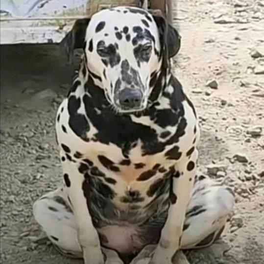 有困难找二叔  二叔点子多哦