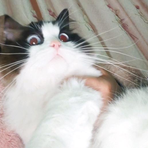 安安猫咪