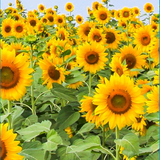 向日葵🌻🌻🌻