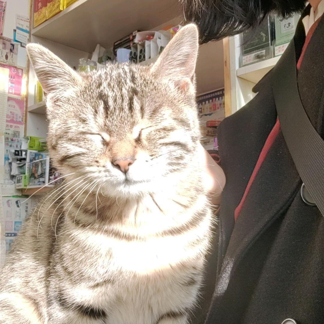 野生大板牙