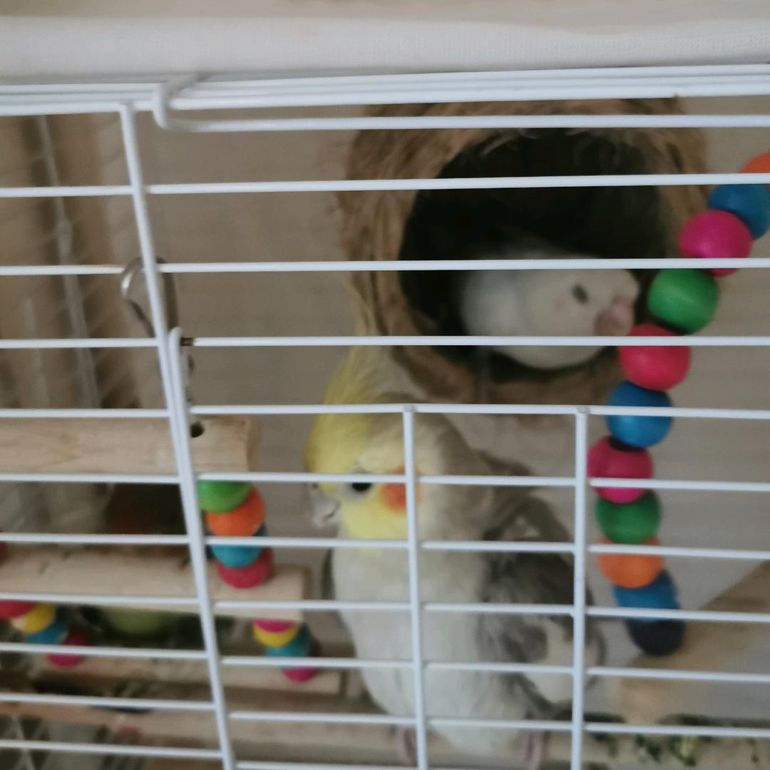 我的三只小鸟