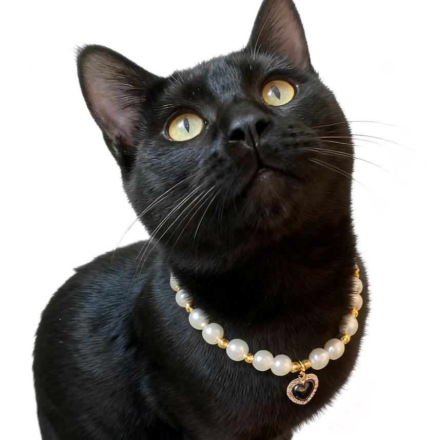 牵猫散步的年糕