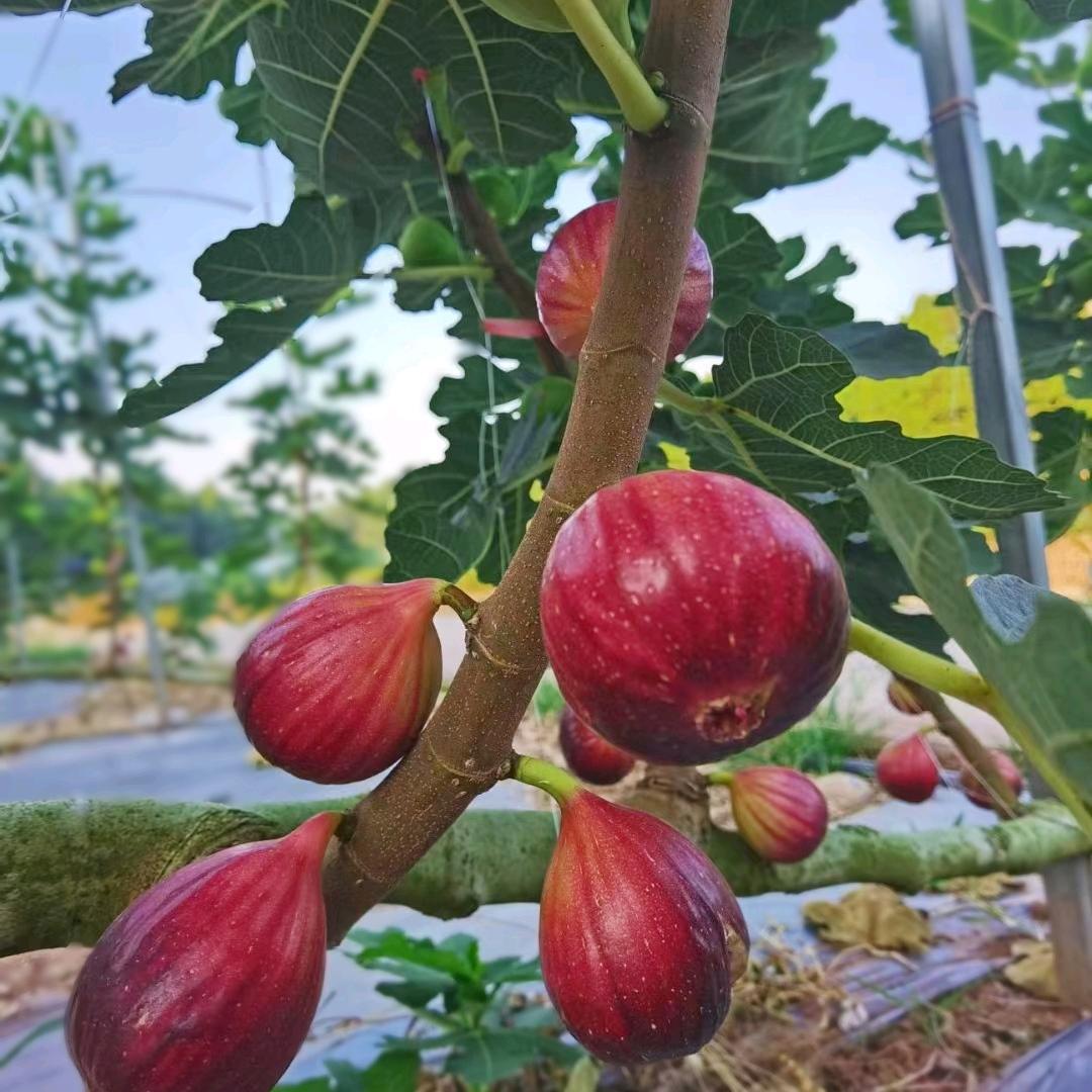 祥符无花果基地