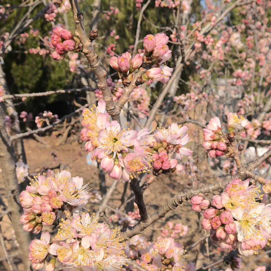 加里森