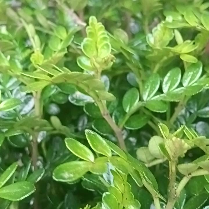 柠檬🍋不萌只是酸