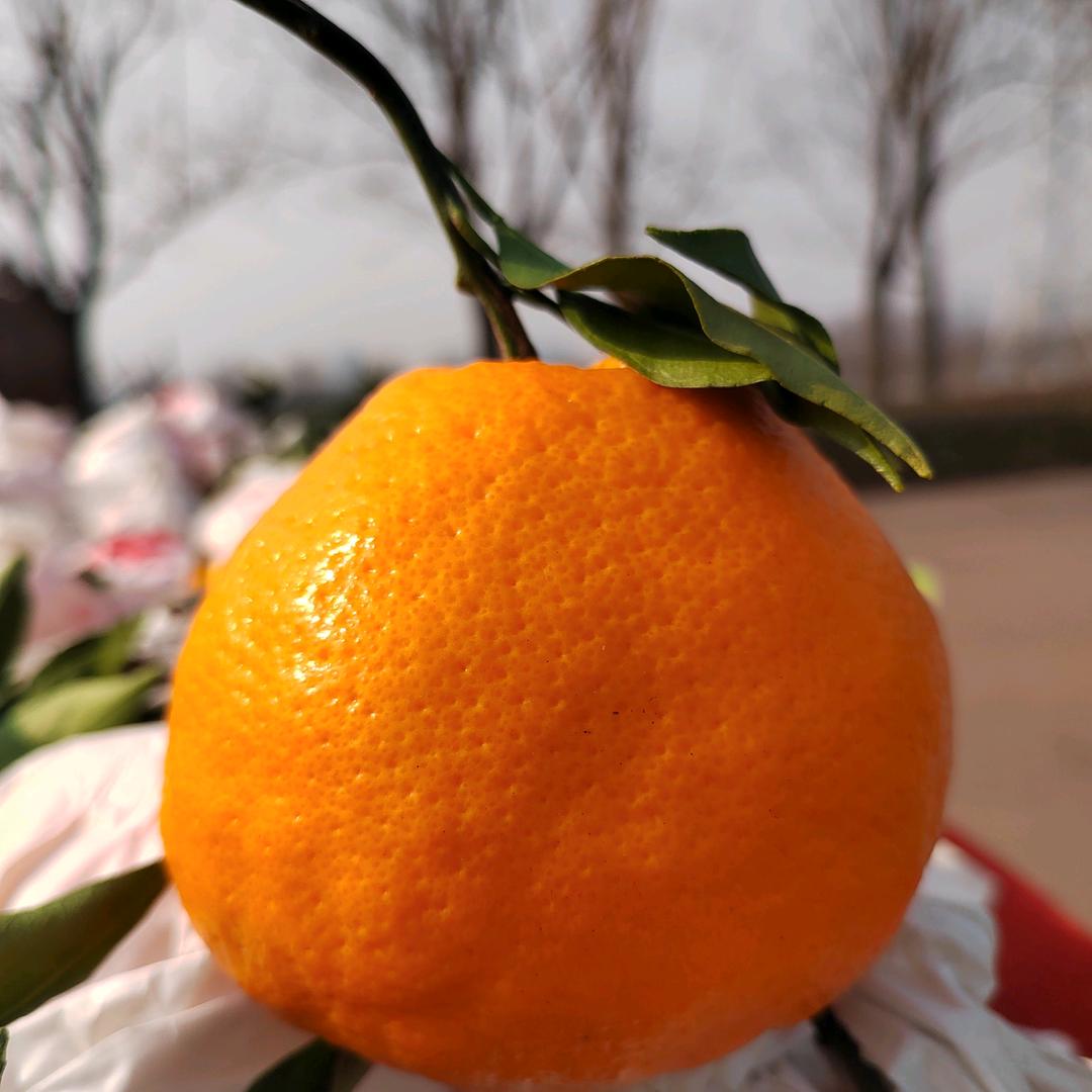 沣西果蔬