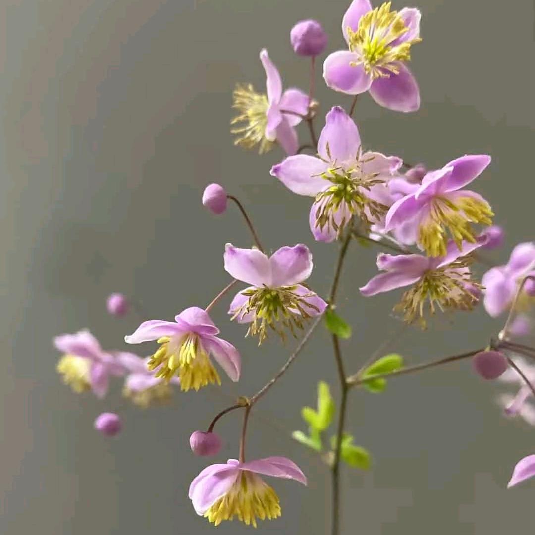 💫雨薇💫