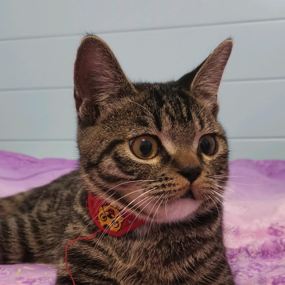 我家的猫叫小妖怪