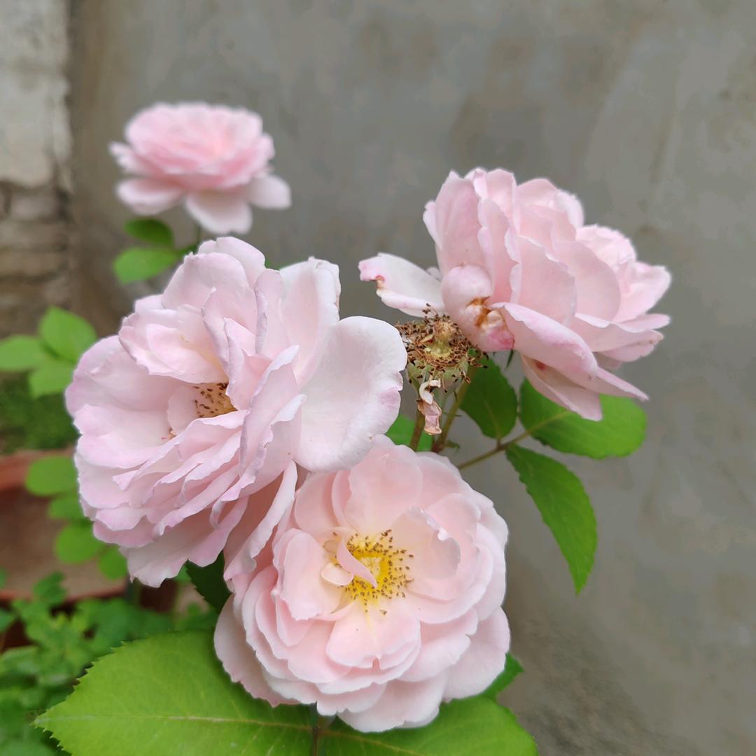 清荷