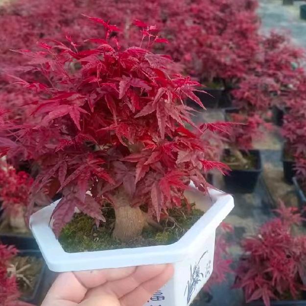 海之林红枫花卉