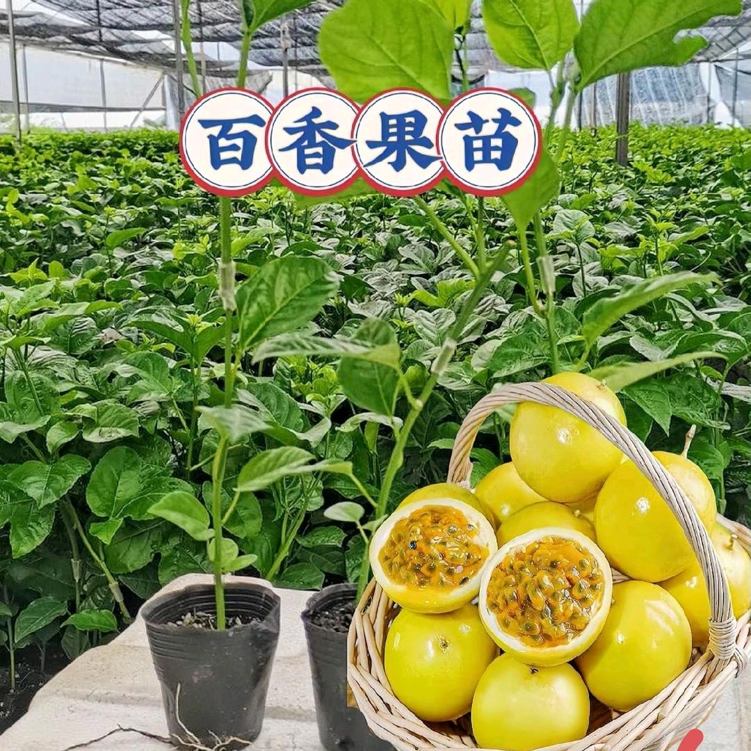 之泰果树苗木专营店