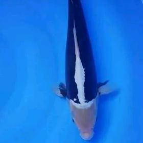 开背九纹龙。。