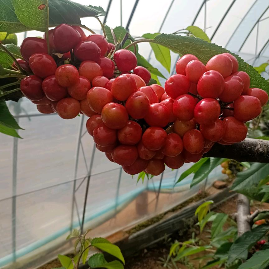 阳光下的小姐姐