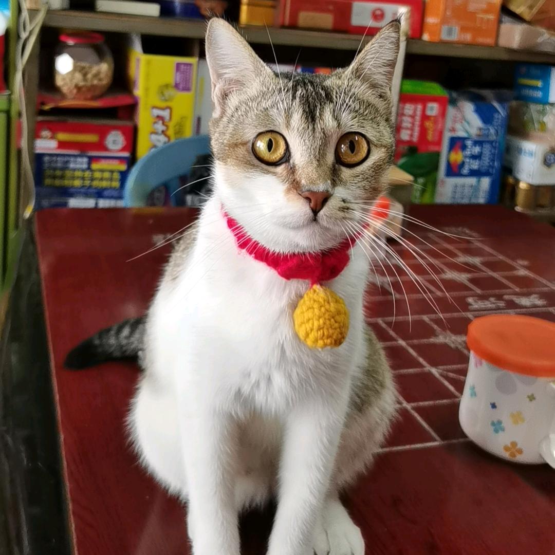 凌点点