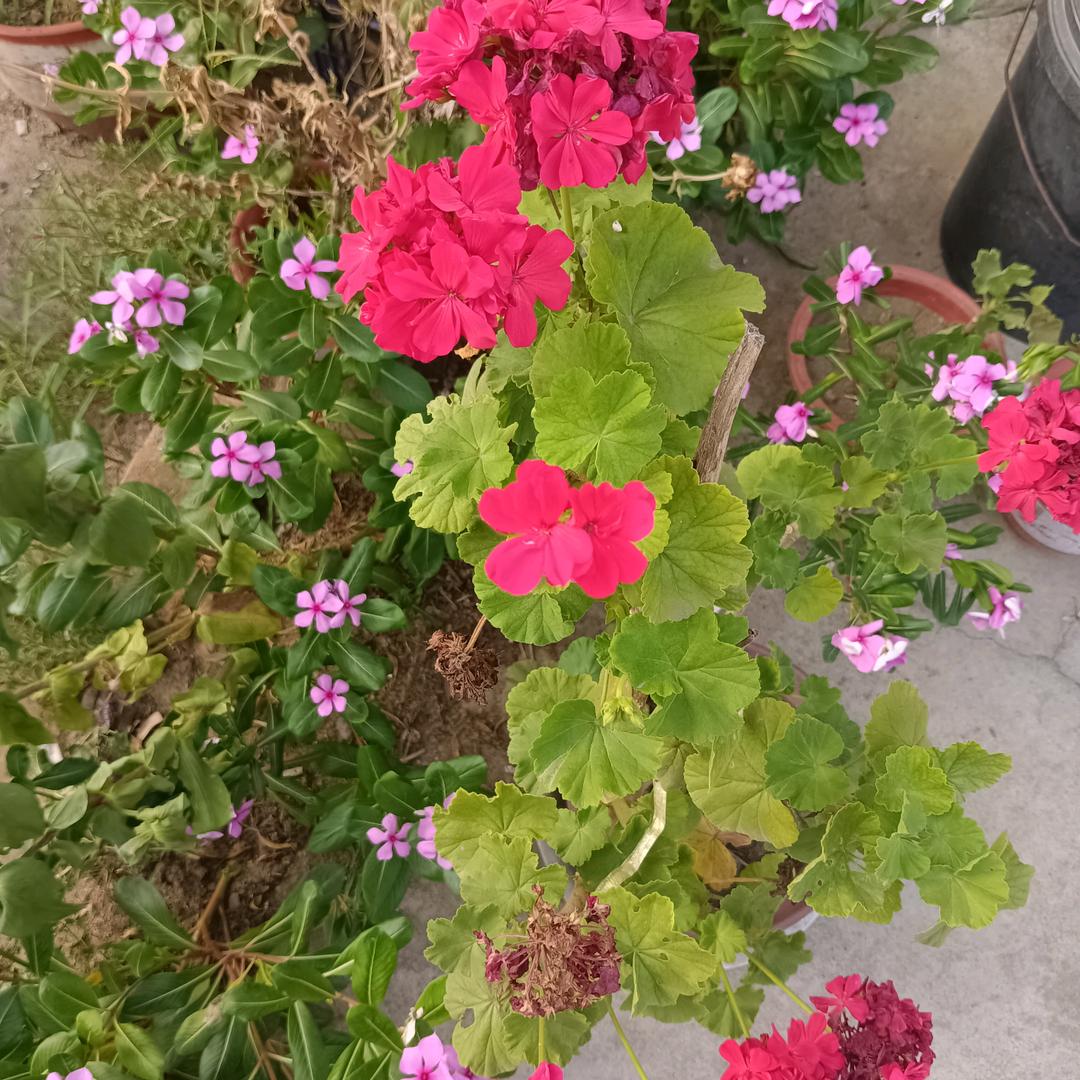 花开富贵‘