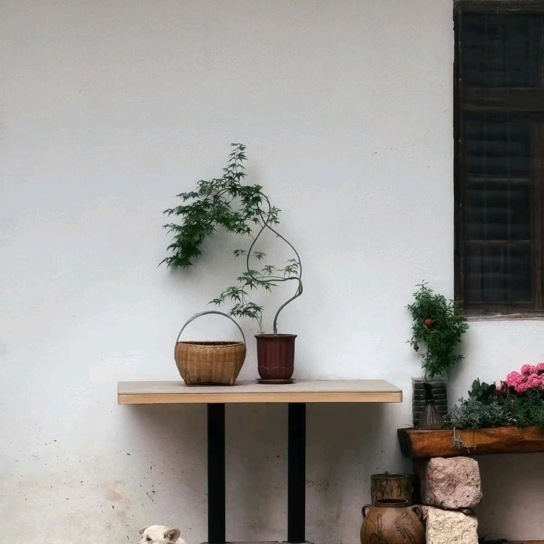 黄太白
