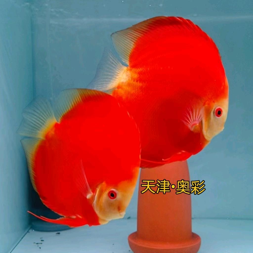 AC奥彩水族