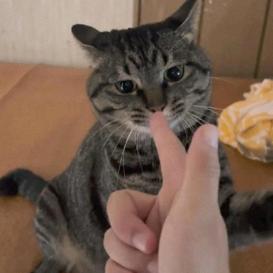 天生反骨的猫大师