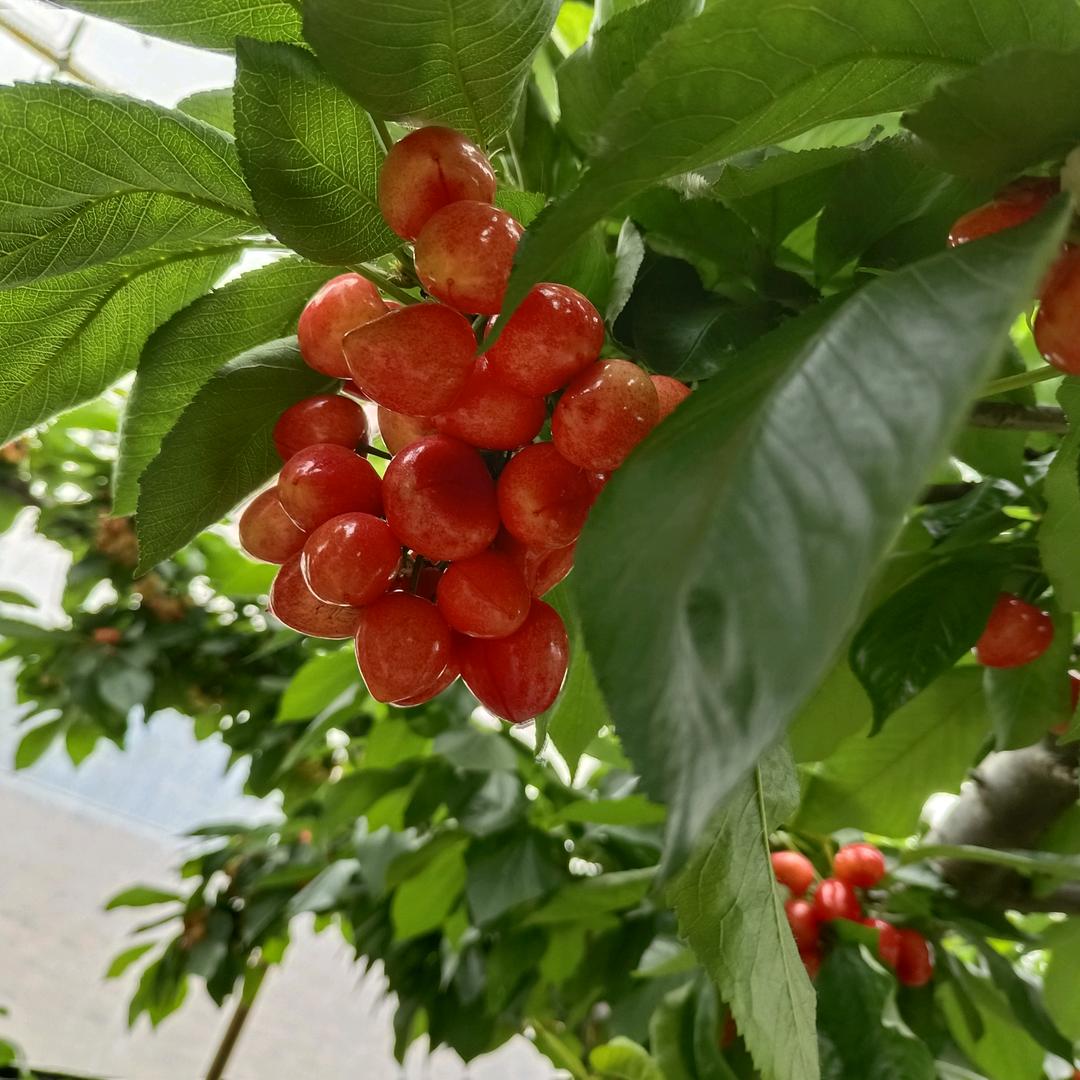 情深缘浅