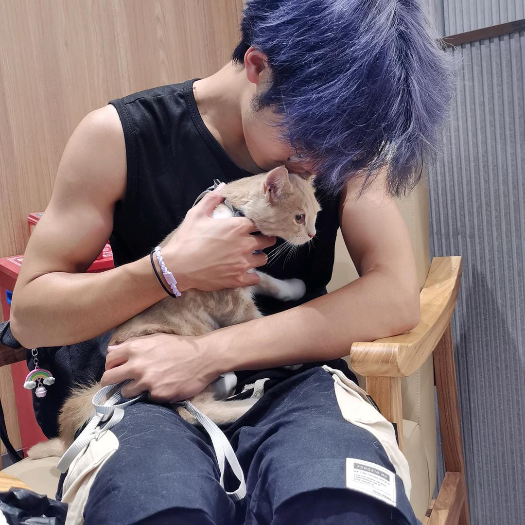 晚风与猫