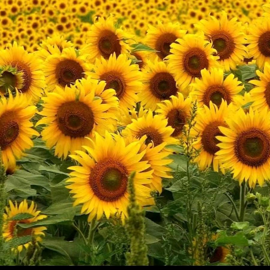 海娜花