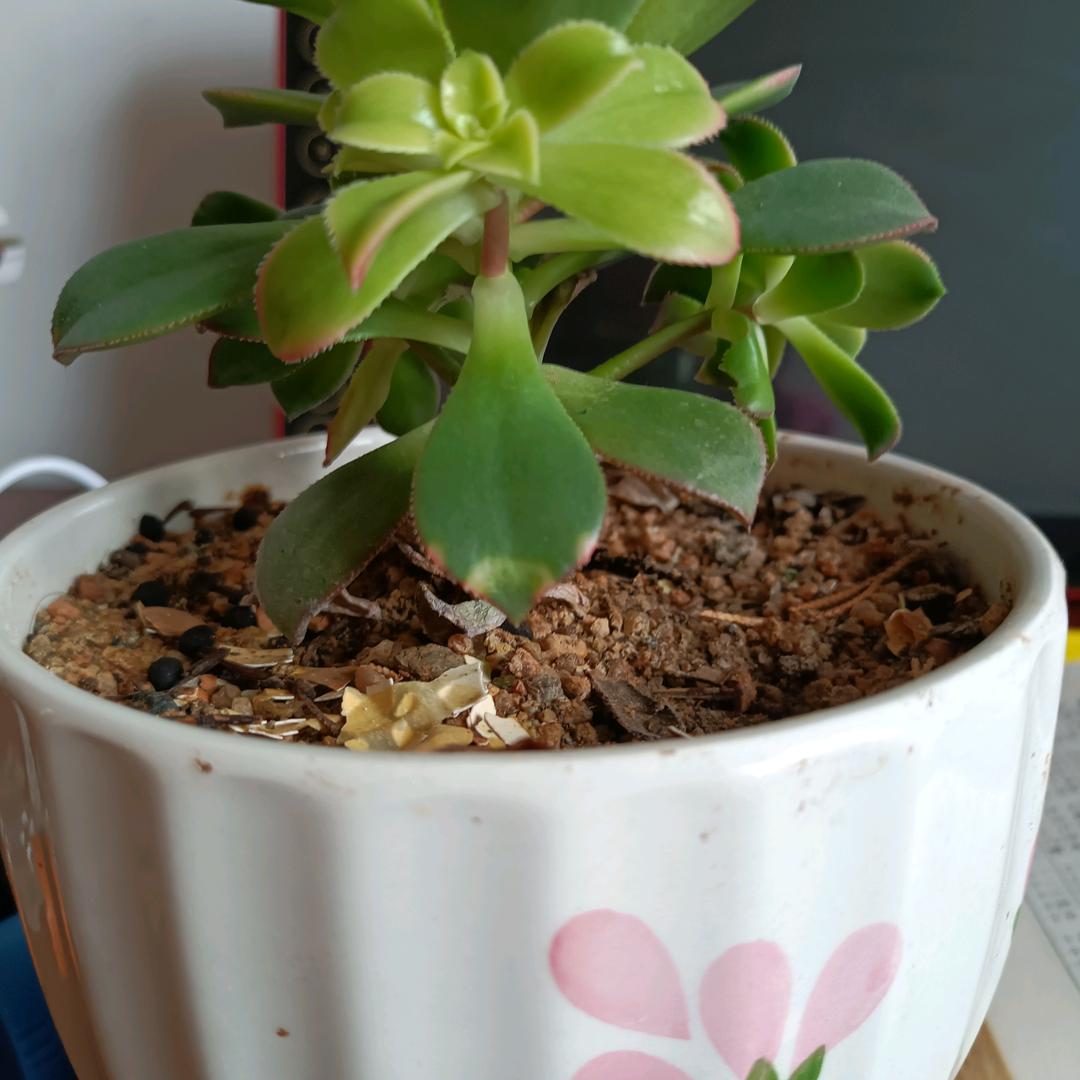 中秋