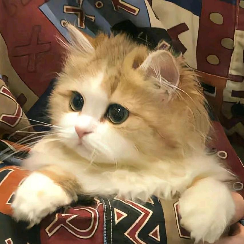 猪猪侠不吃饱怎么拯救世界