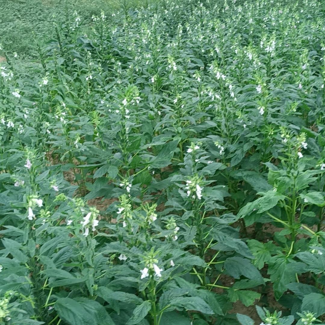 吃嘛嘛香，睡嘛嘛棒