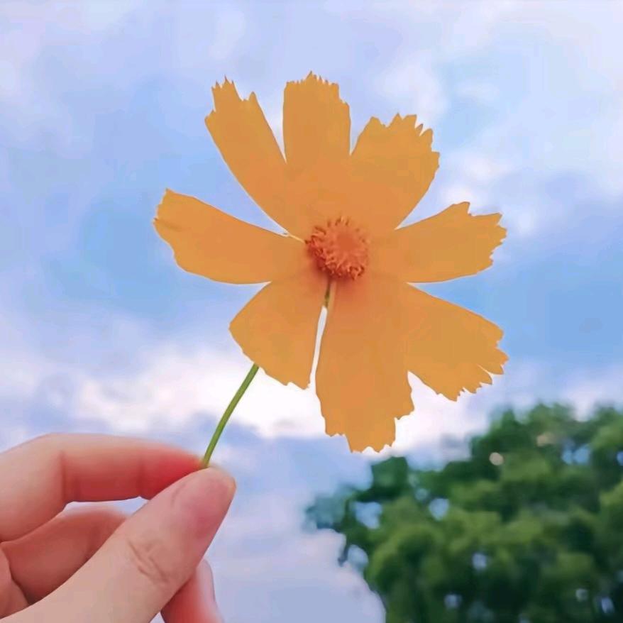 小幸运柠宝宝