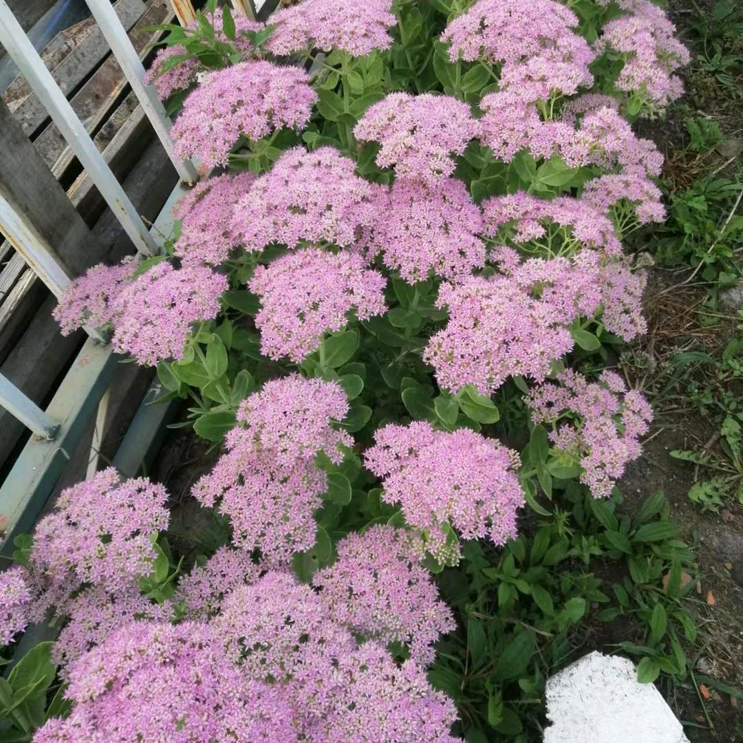 小恒