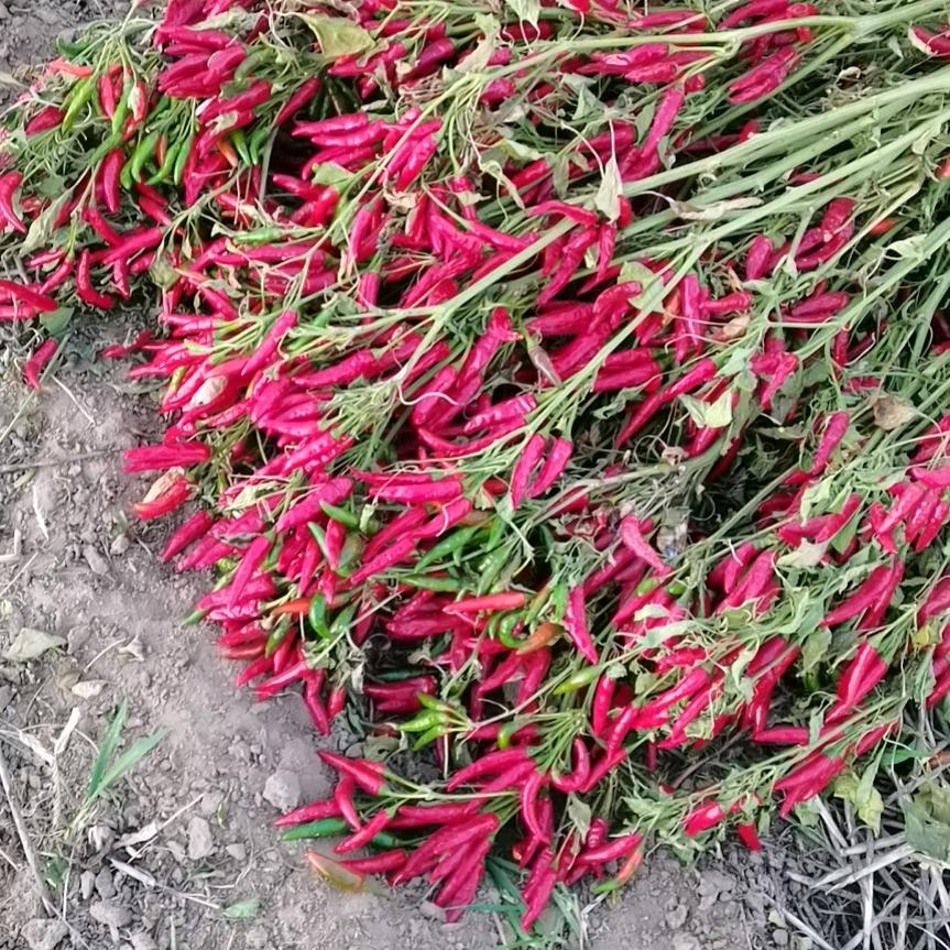 割辣椒机白条河制造厂