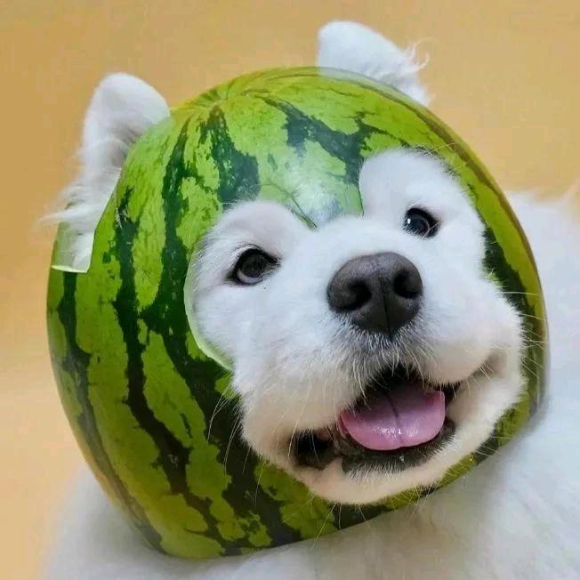 〇