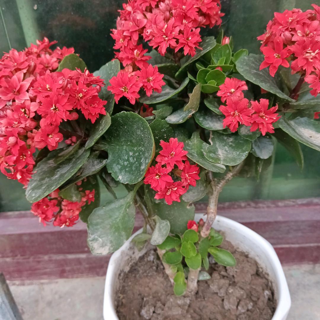 王姐的乡村生活