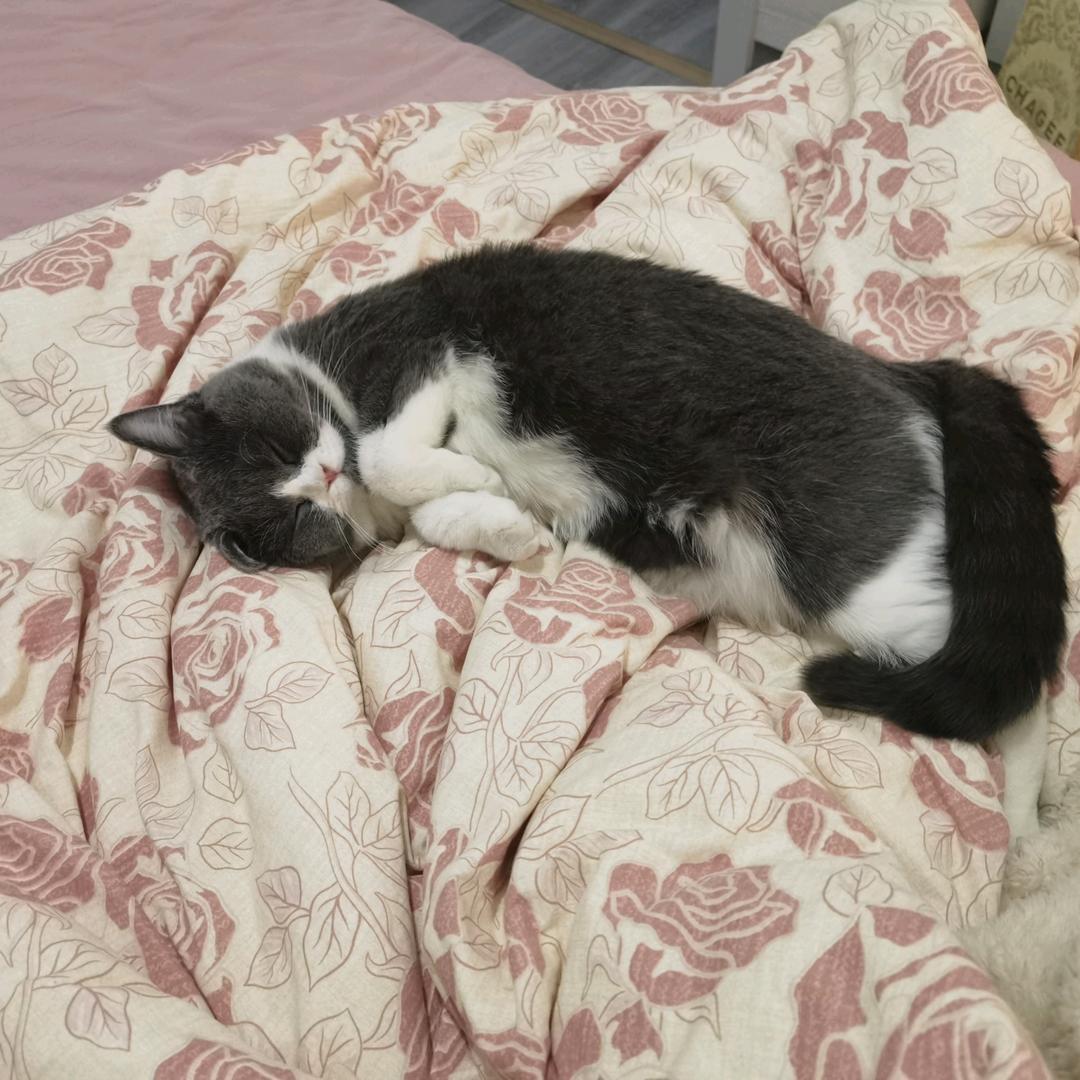 泡芙大将军😼